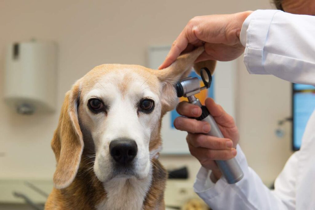 A veterinarian examining a dog on an exam table with its owner nearby.