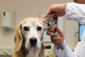 A veterinarian examining a dog on an exam table with its owner nearby.