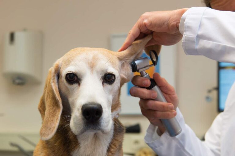 A veterinarian examining a dog on an exam table with its owner nearby.