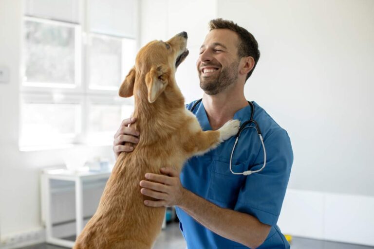 A veterinarian gently examines a friendly dog on an exam table while a pet owner looks on with interest.