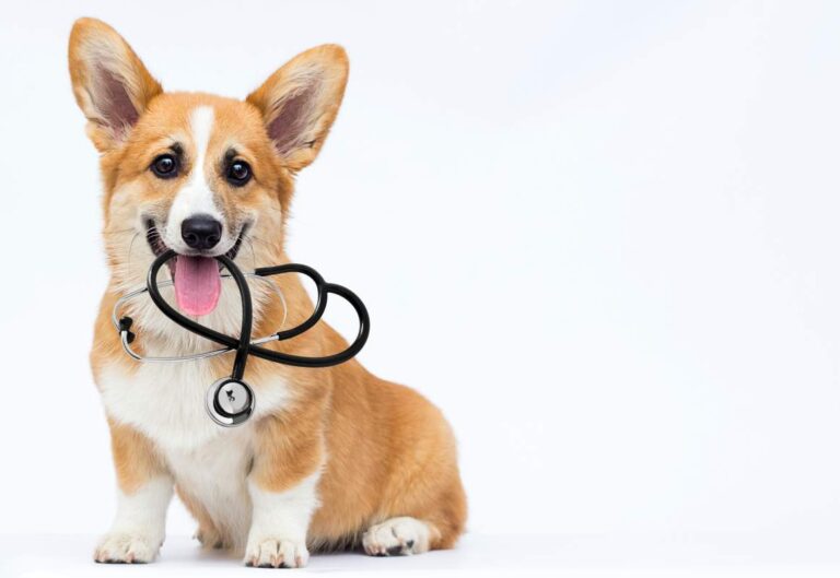 Person checks a dog’s ears and collar area for ticks beside a shaded yard.